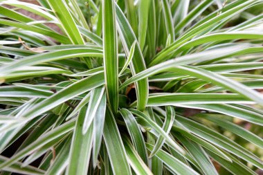 Güzel bir klorofilyum fotoğrafı.