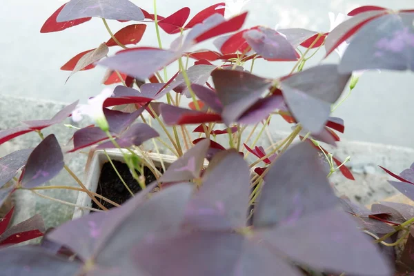 Bunga Kupu Kupu Sebagai Oxalis Ungu Triangularis — Stok Foto