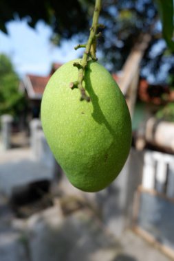 Yeşil mango asılıyor ve çevresel arka planda güneşe maruz kalıyor.