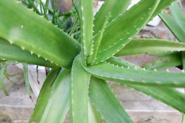 aloe vera yukarıdan fotoğraflandı