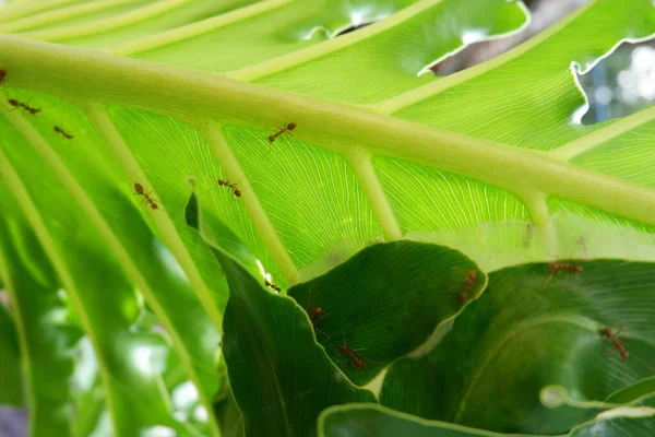 Filodendron Bitkisi Karınca Kolonisi Yaprakların Üzerinde Yürür — Stok fotoğraf