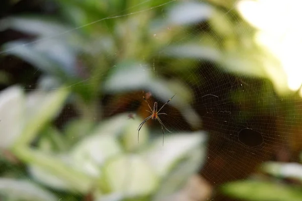 blur photo of spider with plant background