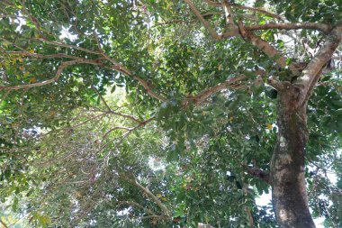 Meyvesiz gölgeli rambutan ağacı