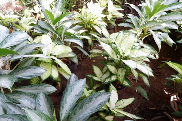 Aglonema Sri Peruntungan Tanaman Kebun — Stok Foto