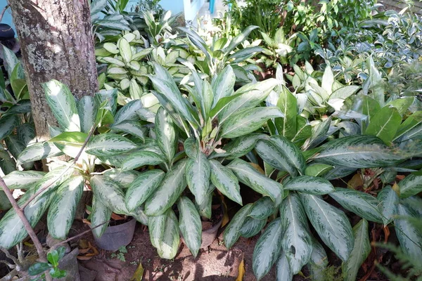 Plante Ornementale Aglonema Sri Fortune Plante Dans Jardin — Photo