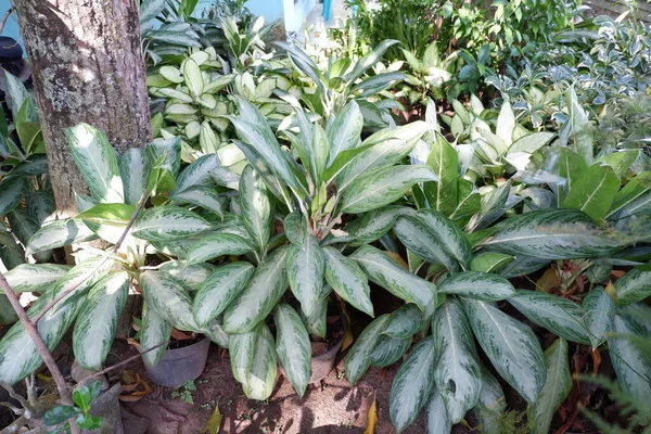 Planta Ornamental Aglonema Sri Fortuna Planta Jardim — Fotografia de Stock