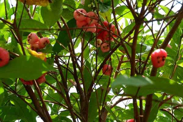 Süße Rote Süßwasserguave Der Wasserguaven Baum Trägt Früchte — Stockfoto