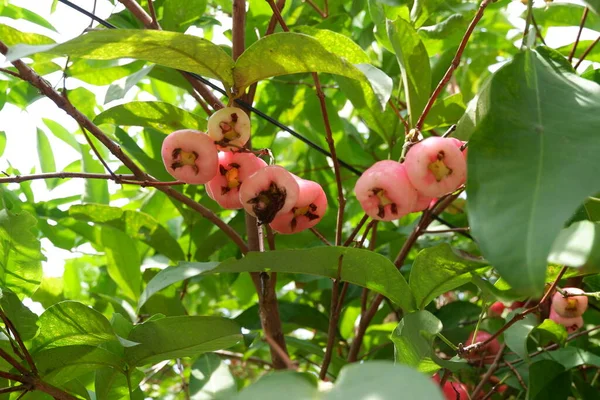Apel Air Atau Syzygium Samarangense Pada Pohon Segar — Stok Foto