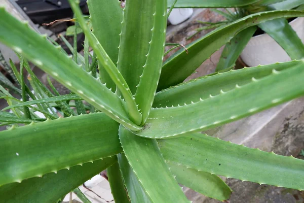 Bir Aloe Vera Bitkisini Kapatın — Stok fotoğraf