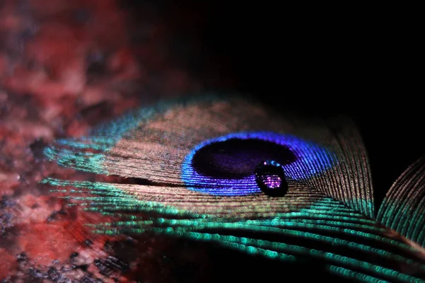 A beautiful eye of peacock feather with a water drop on it along with close nit barbs loose nit barbs and brown coating on stem in landscape mode