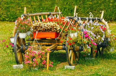 Kırmızı çiçekler ile taşan eski ahşap sepeti