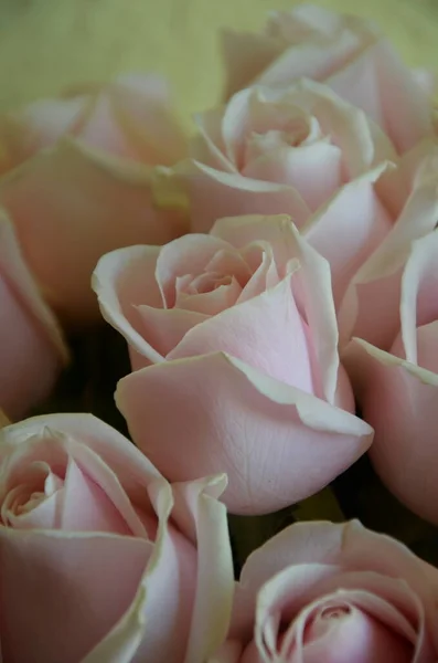 Beautiful Bouquet Pink Roses Box — стоковое фото