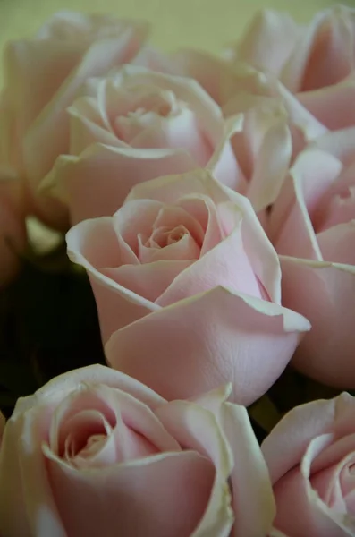 Beautiful Bouquet Pink Roses Box — стоковое фото