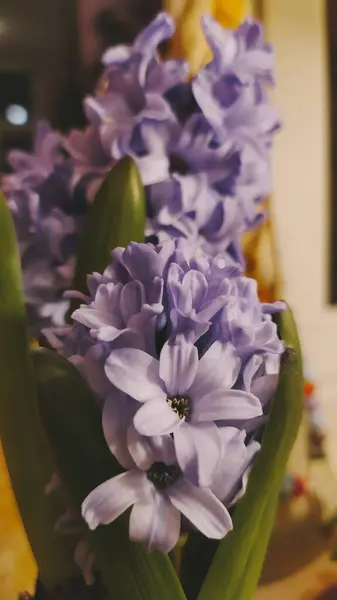Beautiful Spring Flower Purple Hyacinths — Fotografia de Stock