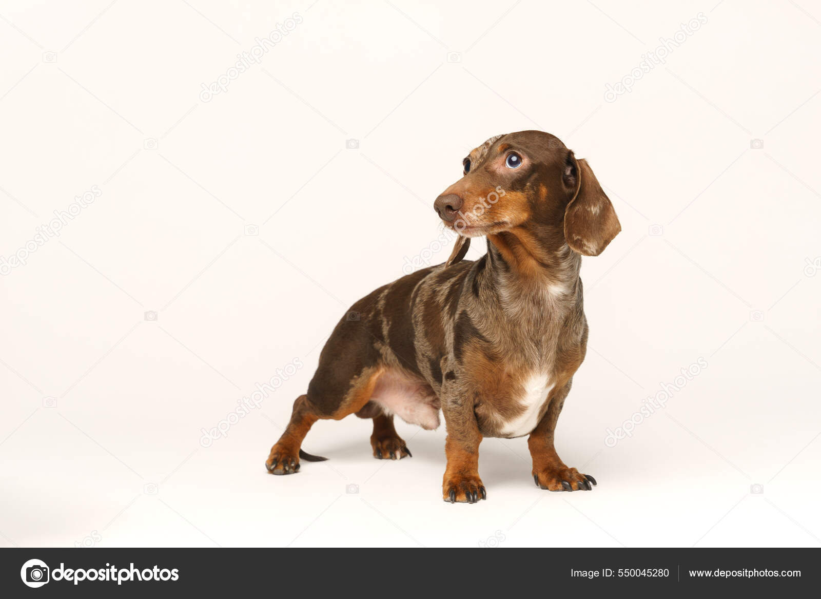 Miniature Rabbit Dachshund Marbled Coat Isolated White Background