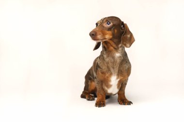 Minyatür tavşan dachshund, mermer ceketli. Beyaz bir arkaplanda izole edilmiş