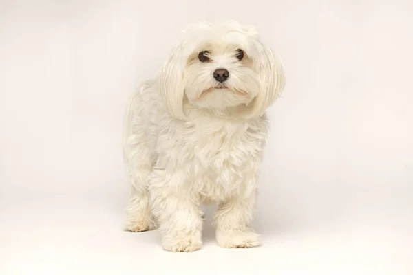 Bello Bianco Bichon Maltese Isolato Sfondo Bianco — Foto Stock