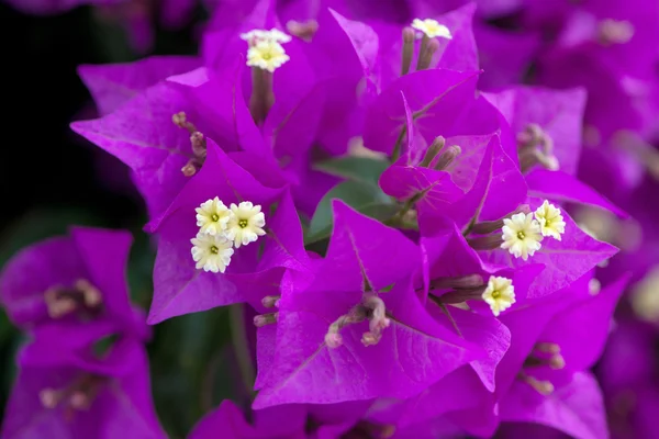 Blühen der schönen lila Bougainvillea — Stockfoto