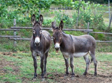 Pair of donkeys grazing on meadow clipart