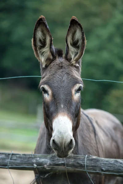 Brown donkey looking at camera — Stock Photo, Image
