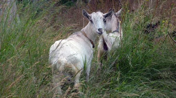 Two goats to graze on the farm — Stock Photo, Image