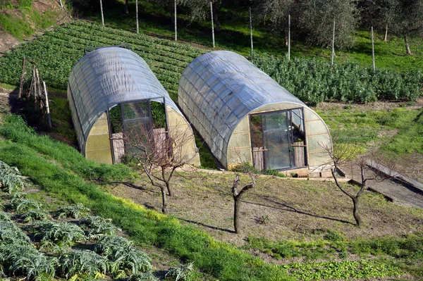Växthus för odling av sallad — Stockfoto