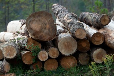 Kesilmiş odun yığını 