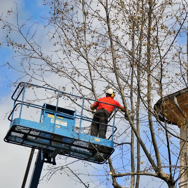 Worker assigned to the pruning of a tree — Stock Photo, Image