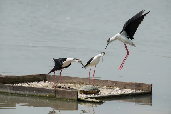 Black-winged stilt to defend the nest — Stock Photo, Image