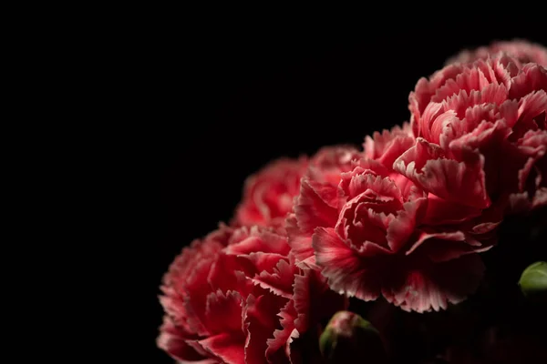 Dianthus Caryophyllus Commonly Known Carnation Clove Pink Macro Photography — Stockfoto