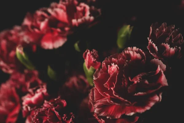 Dianthus Caryophyllus Közismert Nevén Szegfű Vagy Szegfűszeg Rózsaszín Makro Fotózás — Stock Fotó
