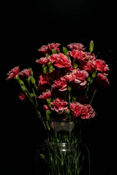 Dianthus Caryophyllus Algemeen Bekend Als Anjer Kruidnagel Roze Macro Fotografie — Stockfoto