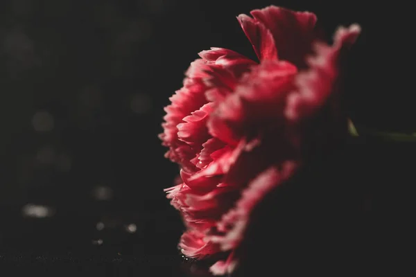 Dianthus Caryophyllus Comúnmente Conocido Como Clavel Clavo Rosa Macrofotografía —  Fotos de Stock