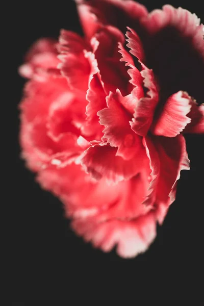 Dianthus Caryophyllus Közismert Nevén Szegfű Vagy Szegfűszeg Rózsaszín Makro Fotózás — Stock Fotó