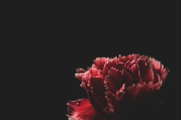 Dianthus Caryophyllus 俗称康乃馨或丁香粉 宏观摄影 — 图库照片