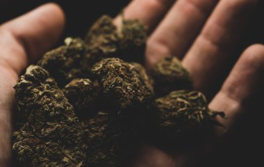 Macro close up portrait of human hand / fingers holding Cannabis Marijuana Dry Buds,  selective focus, a black background