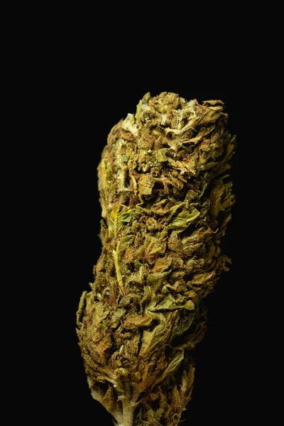 Macro Close Portrait Cannabis Marijuana Dry Buds Selective Focus Black — Stockfoto