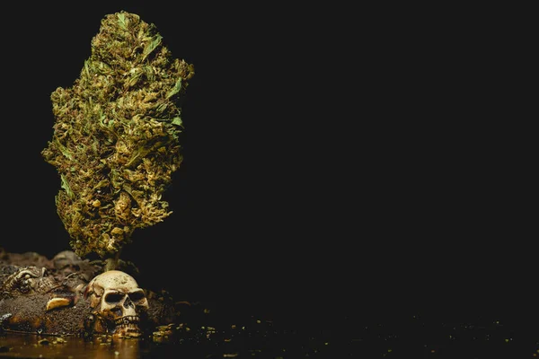 Macro Close Portrait Cannabis Marijuana Dry Bud Selective Focu — Stock Fotó