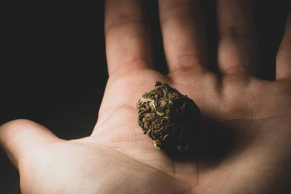Macro Close Portrait Human Hand Fingers Holding Cannabis Marijuana Dry —  Fotos de Stock