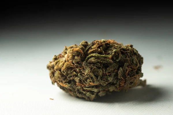Macro Close Portrait Cannabis Marijuana Dry Bud Selective Focu — Stock fotografie