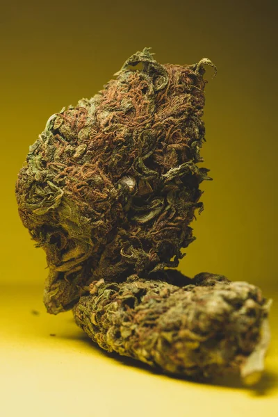 Macro Close Portrait Cannabis Marijuana Dry Buds Yellow Background Selective — Stock fotografie