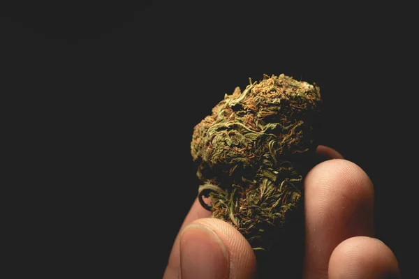 Macro Close Portrait Human Hand Fingers Holding Cannabis Marijuana Dry — Photo