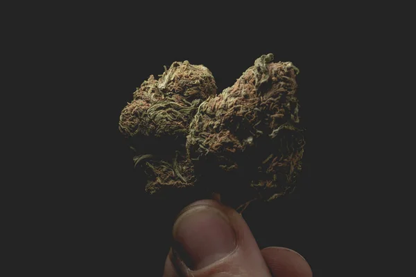 Macro Close Portrait Human Hand Fingers Holding Cannabis Marijuana Dry — Fotografia de Stock