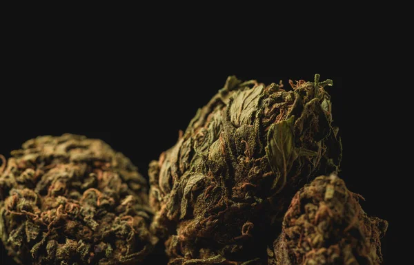 Macro Close Portrait Cannabis Marijuana Dry Buds Selective Focus Black — Fotografia de Stock