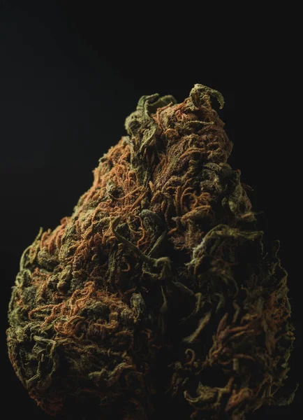 Macro Close Portrait Cannabis Marijuana Dry Buds Selective Focus Black — Stok Foto