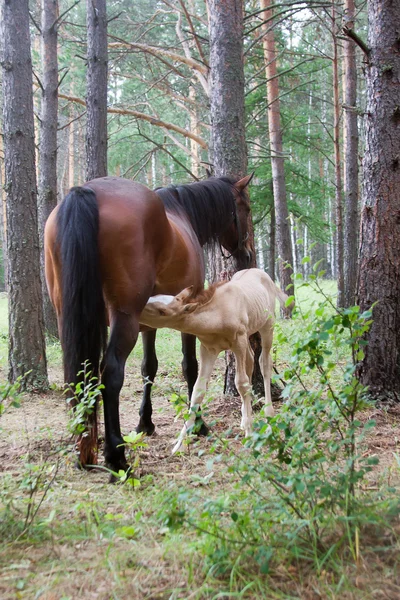 Stute und Fohlen — Stockfoto