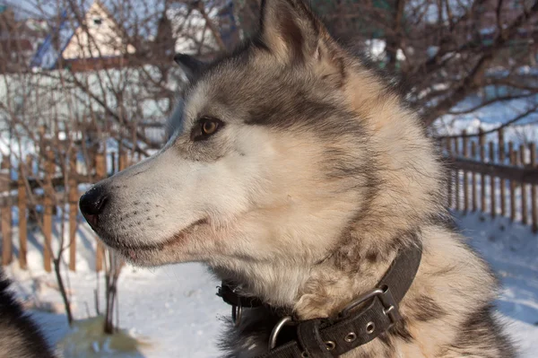 Malamute — Fotografia de Stock