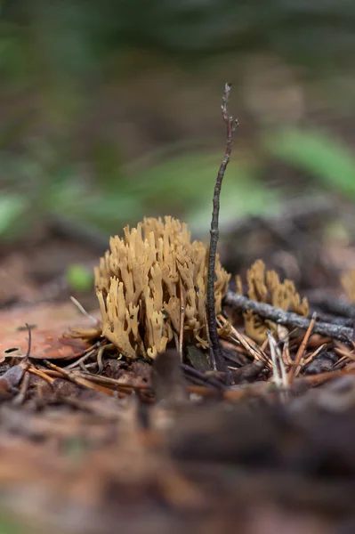 Необычный гриб — стоковое фото
