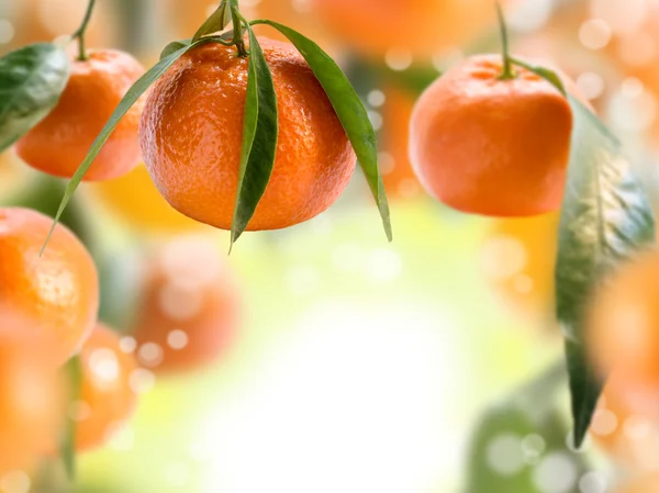 Colagem com tangerinas . — Fotografia de Stock