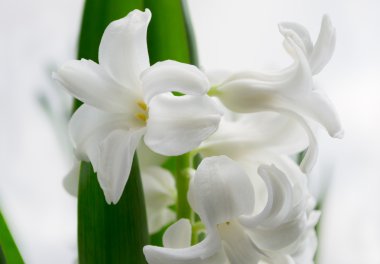 güzel beyaz sümbül.